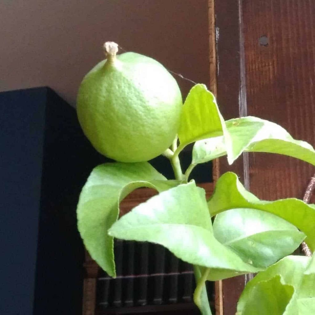 Can You Develop a Lemon Tree from a Seed?