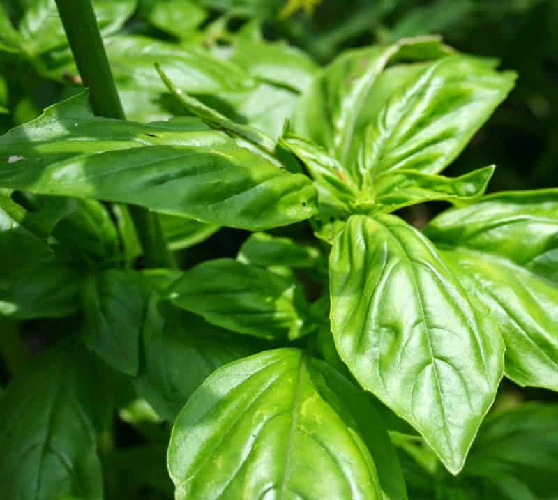 Rising Basil from Seed – Residence Backyard Pleasure