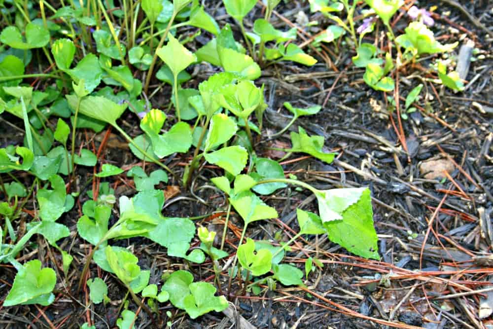 Why I Did not Harvest My Wild Violets and Extra About Foraging