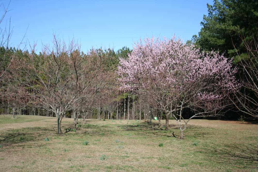 How one can Plant a Peach Tree