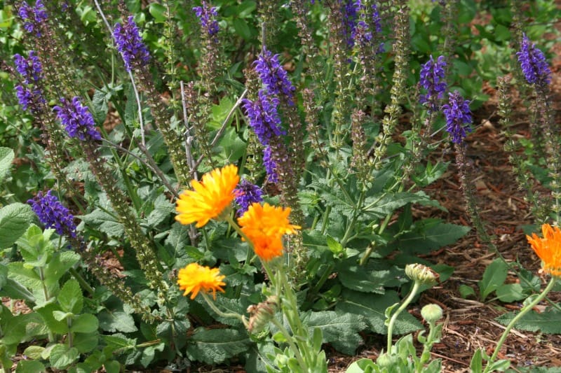 How you can Make Calendula Hand Salve